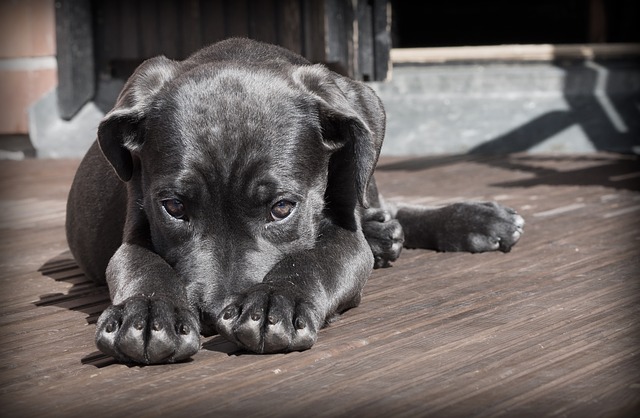 Shy puppy demonstrating introvert and sell